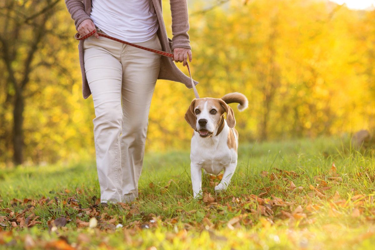 Dog friendly walking routes Brighouse.